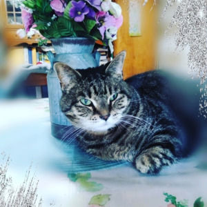 Meet your Posher, Lisa